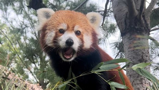 'Will be deeply missed': Henry Doorly Zoo mourning loss of their beloved red panda