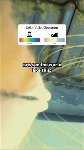 How Cats See the World:
