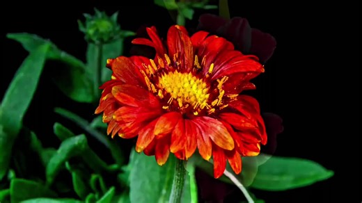 🌸What are Flowers? In biological terms, a flower is the reproductive structure found in flowering plants (also known as angiosperms). Its primary purpose is to produce seeds through reproduction. 1. Main Functions Reproduction: They facilitate the joining of pollen (male) with ovules (female). Attraction: Their bright colors and sweet scents evolved to attract pollinators like bees, butterflies, and hummingbirds. Seed Development: After pollination, the flower develops into a fruit that protect