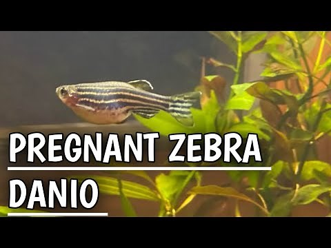 Zebra Danio pregnant signs | Zebra fish giving birth | Pregnant zebra Danio fish.