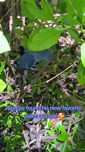 Breeze and Taniqua on TikTok