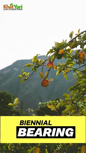 7.8K views · 258 reactions | Crop Management Tips: How to Maintain Consistent Production, Size, and Color for Better Harvests!  #CropBalance #fruits #growthjourney #himachalpradesh #balanceiskey #production #growyourown #orchardmanagement | KhetYari | Facebook