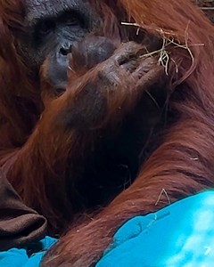 3.6M views · 107K reactions | It warms our hearts to announce that Luna and Baby are reunited! 獵 What better way to kick off our first ever Conservation Weekend than having a new (adorable) ambassador for this critically endangered species. Stay tuned for more exciting updates on all of our social media platforms, and comment down below to celebrate this monumental moment with us! | Busch Gardens Tampa Bay | Facebook