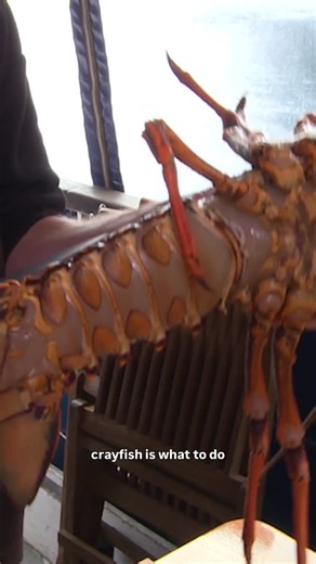 Matt Watson on Instagram: "If you’re lucky enough to get some crayfish in the Christmas holidays, here’s a tip on how you can prepare the tail. Not everyone likes the guts, gearbox and the legs but you can crumb any white flesh fish and fry it and everyone will love it! #crayfish #nzfishing #ultimatefishingtv #popcorncrayfish"