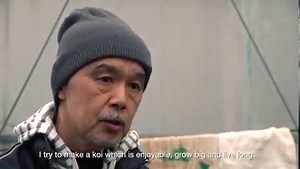 13K views · 79 reactions | Day in the life of a Japanese Koi Breeder....