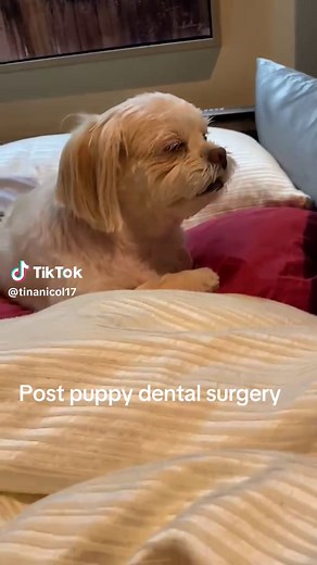 #sashaelizabeth #misssasha #dentalsurgery #peekapoo #dogsoftiktok #puppysoftiktok #anesthesia