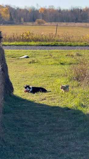 15K views · 1.8K reactions | Meowdy purrtners. Jack Spicer and the Montysaurus out on inspection duty 類 Extended cut 類 練 If you’re a fan of Jack Spicer’s kitty cat cowboy content please consider subscribing or joining his Patreon linked in bio  everything helps ❤️ #cat #cats #catlover #catsofinstagram #catlovers #cats_of_instagram #kittycat #tuxedocat #kitty #catlife | Aaron Apps | Facebook
