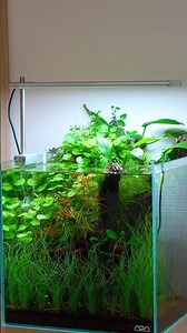 Nature's Gateway: 30cm Nano Forest Aquarium #aquascape #aquarium