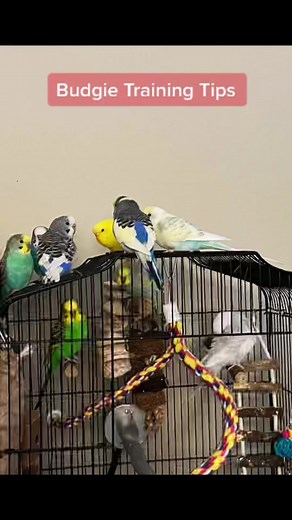 Tips when training your Budgie! Be patient! #budgie #parakeet #tips #birdtricks #fun #fyp #learn #MINDORDERING #ReadyForHell