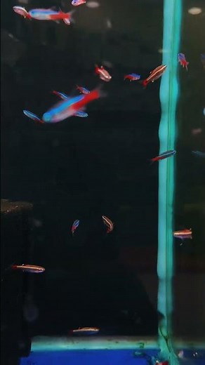 Neon Tetra – The Most Colorful Community Fish 🌈✨ | Beginner Friendly Aquarium Fish