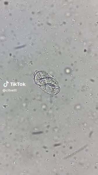 Parasitología: Descubre los Parásitos en Quito