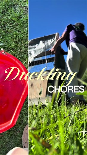 Do duckling chores with me #ducklings #chores #morningroutine #slowliving #homesteading