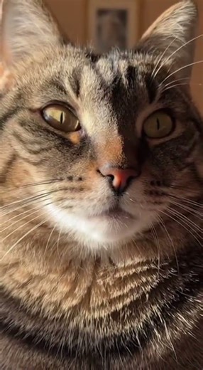 Master the Flip in Seconds #reelschallenge #fitness #tricks #shorts