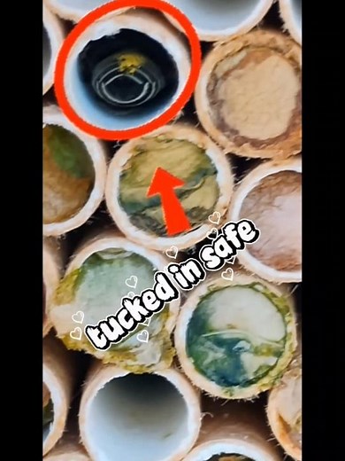 How to Attract Solitary Bees to Your Garden | Kind Bee Farms Bee House Update