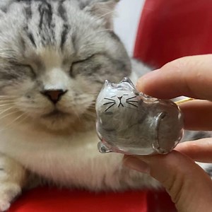 Pet Hair Keychain, Transparent Cat Hair Storage Capsule, Pet Memorial Gift for Loss, Pet Loss Remembrance, Pet Lover Accessory, Pet Gift - Etsy Canada