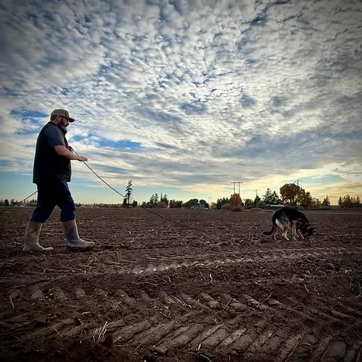 The keys to successful trial tracking is the fundamentals! Rock solid foundations lead to those V tracking scores! Put in the correct work, you get great results! If you need help tracking be sure to check out my Tracking 101 course that’s the reason I do so well in tracking! #schutzhund #igptraining #tracking #schutzhundtracking #igptracking | Schutzhund Kevin