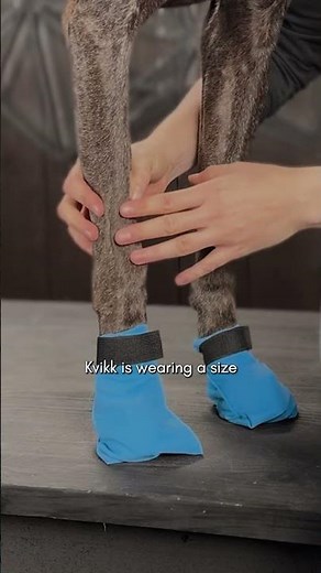 How to get the perfect dog bootie fit?