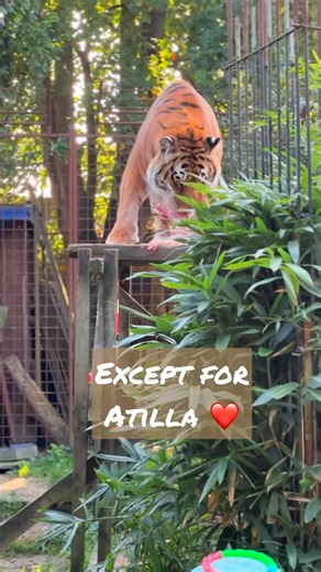 Approcher un tigre quand il mange ? #lion #tigres #angrytiger | Caresse de tigre