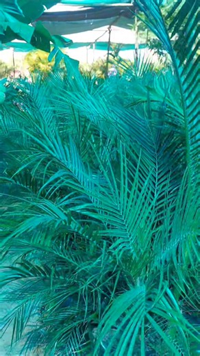 Palm Trees Botswana 🌴 Fresh new stock available Get your phoenix palm today It's also know as Canary Island date palm ☆,majestic evergreen plant ▪︎a stout trunk with rich green crown ☆feather like fronds ☆ can be used as both indoor or outdoor plant ☆low maintenance ☆very hardy tolerating all weather conditions ☆ creates a lush and tropical look | Palm Trees Botswana