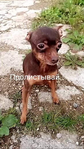 Взгруснули 🙄#питомцы #питомцыкаклюди #рекомендую #мартин #хочуврекоменадции #рекомендации #лучшеевпитомце #длядуэтов