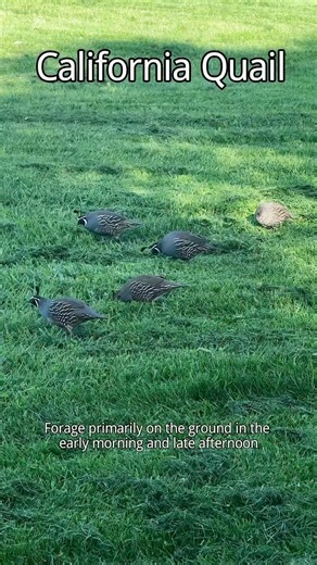 California Quail ：In Harmony with the Wild，Quail in the Fields ！
