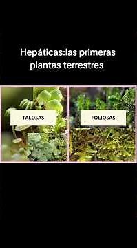 🌿 Las hepáticas (Marchantiophyta) son plantas no vasculares fascinantes y poco conocidas