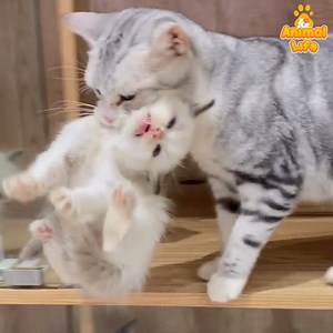 587K views · 10K reactions | How mama cat take care of her kitten | Animal Life | Facebook