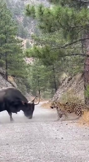 A breathtaking and violent confrontation between a wild leopard and a domestic bull was captured on a remote mountain road this week, stunning viewers and wildlife officials alike. The video, filmed by passing motorists in the foothills of northern India, shows a powerful leopard launching itself onto the back of a full-grown bull, clawing and biting as the startled animal bucks wildly in an attempt to shake the predator off. Dust flies as the two animals fight in the middle of the narrow road, 