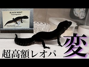 超高額なレオパがまさかの激変…