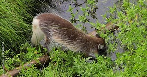 Arctic fox (Vulpes lagopus) also known as the white fox, polar fox, or snow fox. Lives in to the Arctic regions of the Northern Hemisphere and common throughout the Arctic tundra.