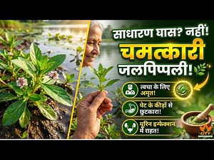 Just a Weed or a Miracle Cure? Benefits and Identification of Phyla Nodiflora | Phyla Nodiflora B...