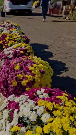 بسم الله الرحمن الرحيم.يعلن مشتل المهندس عن توفر. اشجار فاكهه. حمضيات بكافه الانواع. اشجار ضليه. اشجار زينه. متسلقات. نباتات ضليه . ورود بكافه الانواع. ثيل و مكائن ثيل . سنادين بكافه الانواع. ادوات تخص حديقتك. مبيدات واسمده و بتموس. ديكورات حدائقوبفريق عمل متخصص بأداره المهندس عمار حيدر الصلمباوي و الحدقجي حسين الفتلاوي و اشراف حسين العبوديالعنوان.. الدبينيه... مقابل مدرسه الذكوات ومن الله التوفيق ♥️ | عمار حيدر الصلمباوي