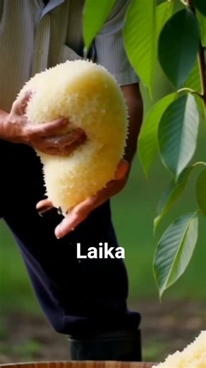 रबर सैप की कहानी – थाईलैंड का सफेद सोना