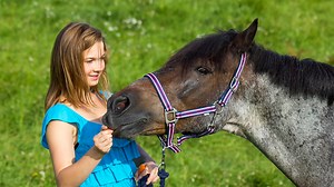 Best horse treats for rewards, nutrition and training | Horse & Hound