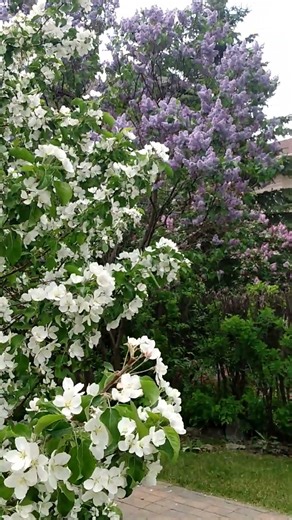 Flowering apple tree in Canada