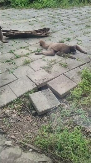 棕蜘蛛猴Brown Spider Monkey/Taipei Zoo