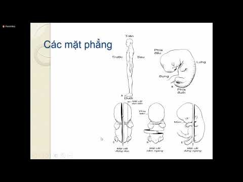 Đại cương Phôi thai học đại cương 21 09 2021