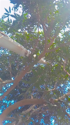 Originally priced around $1.5 million, the Mercedes CLR GTR is considered oneof the most exclusive