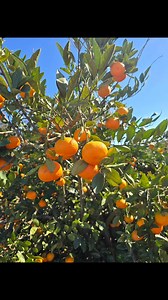 1.3K views · 33 reactions | How do you harvest and package fruit from 220 satsuma trees in 4 days? Surround yourself with the hardest-working, best folks around. From picking and hauling trailers to processing 7 tons in a day and holding down the fort at the farm, these guys get it done! #corndodgersfarm #headlandhomegrown #satsumas #goodhelpishardtofind #ifoundit #farmfreshproduce | CornDodgers Farm | Facebook