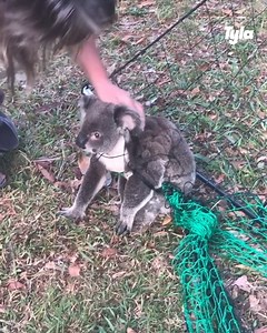 This poor koala got in to such a tangle 🥺 thankfully a hero helped out 🙏🐨 | GOODLAD