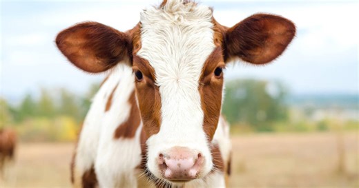 Do Animals Feel Pain? Here’s What We Know