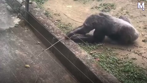 Smart gorilla wows tourists by using stick to reach banana outside enclosure