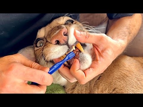 Brushing a Wild Cat’s Teeth? IMPOSSIBLE? |Человек чистит зубы пуме! Месси кажется сам в шоке.
