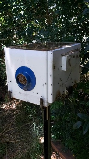 There won't be Tetragonula Hockingsi left in SE Qld at this rate 🙄. It should be mentioned that 99.9% of the TH colonies that I've lost in the last few years have either been eduction daughter hives or motherhives, or transfers from water meter pits a year after the transfer. All untouched. 99.9% of the hives I've split are strong and healthy. Just thought I'd put that out there for anyone wondering if the colony deaths were as a result of splitting. #spicershollownativebees | Spicers Hollow Na