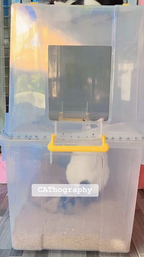 8.5K views · 83 reactions | That's how they do it! These cats bury...