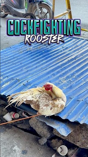 Cockfighting Rooster