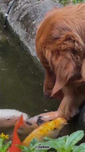 Animal world❤🐶🐠