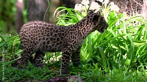 The Indochinese Leopard is a Vulnerable species and one of the big cats of Thailand; it is in the brink of extinction due to habitat loss, indiscriminate hunting and poaching, lack of food to feed on.