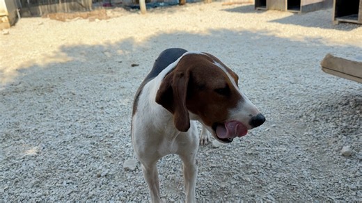 Freya is new in my shelter and she is doing very well ! Is the girl that we rescued from the village of Anatoli a few days ago ! We posted her story yesterday ❤️ what a heart those people that abandon the animals have ? 😡 maybe no heart at all ! They abandoned Freya away from the village of Anatoli and she was trying to find her owner in the middle of nowhere! Now she is safe in my shelter ❤️ 🇬🇷 Η Φρέγια είναι νέα στο καταφύγιο και είναι μια χαρά ! Είναι το κορίτσι που διασώσαμε από το χωριό 