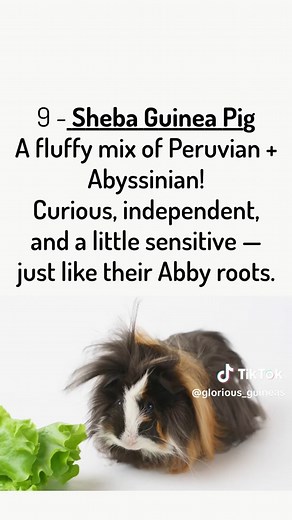10 Guinea Pig Breeds and Their Personalities